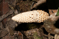 Ombrophytum peruvianum