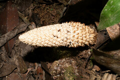 Ombrophytum peruvianum