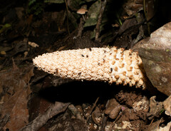 Ombrophytum peruvianum