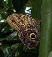 Caligo