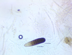 Berkleasmium concinnum