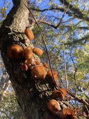 Auricularia polytricha