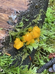 Dacrymyces