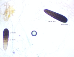 Berkleasmium concinnum