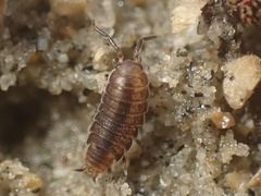 Littorophiloscia