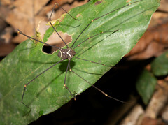 Cosmetinae