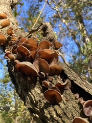 Auricularia polytricha