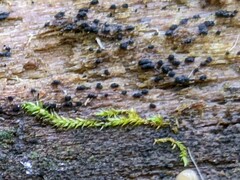 Berkleasmium concinnum