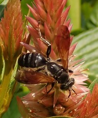 Tachytes guatemalensis