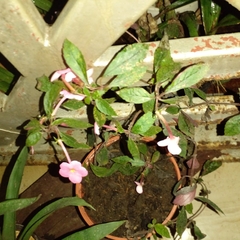 Magnoliopsida