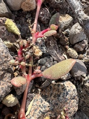 Portulacaceae