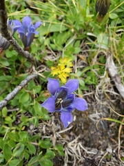 Gentiana affinis