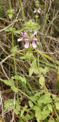 Stachys grandidentata