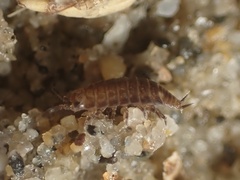 Littorophiloscia
