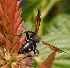 Tachytes guatemalensis