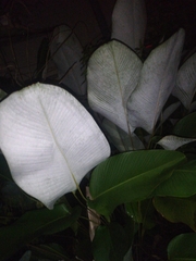 Calathea lutea