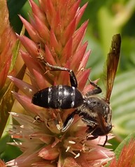 Tachytes guatemalensis