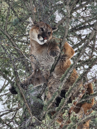 North American Mountain Lion photographed in New Mexico