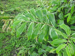 Costus laevis