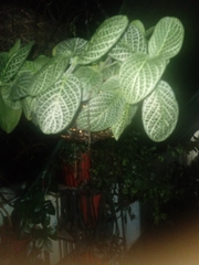 Fittonia