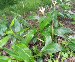 Heliconia psittacorum