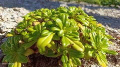 Lysimachia mauritiana