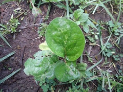 Polyscias scutellaria