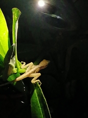 Anolis limifrons