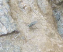 Dolichopodidae