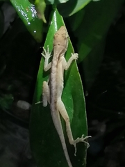 Anolis limifrons