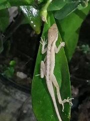 Anolis limifrons