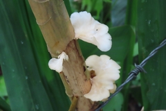 Favolus brasiliensis