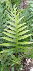 Polypodiaceae