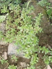 Calibrachoa parviflora