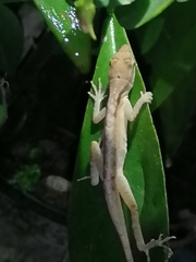 Anolis limifrons