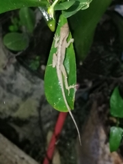 Anolis limifrons