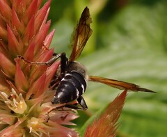 Tachytes guatemalensis
