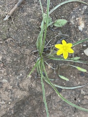Hypoxis argentea