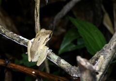 Polypedates impresus