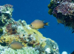 Pycnochromis atripes