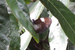Euploea radamanthus