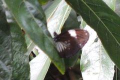 Euploea radamanthus