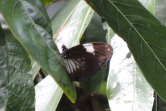 Euploea radamanthus