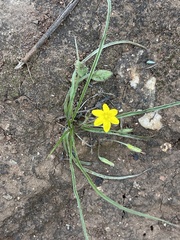 Hypoxis argentea