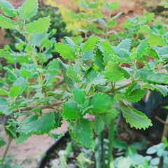 Coleus amboinicus