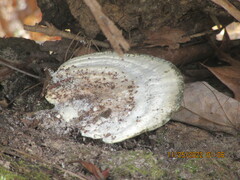 Trametes suaveolens