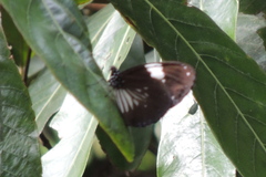 Euploea radamanthus