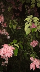 Mussaenda philippica