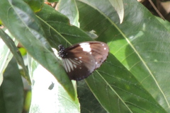 Euploea radamanthus