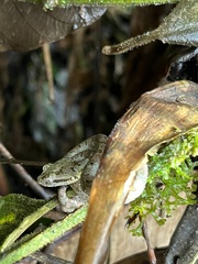 Bothriechis schlegelii